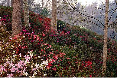 动视高管表示XGP有益于《使命召唤：黑色行动6》玩家数量增长